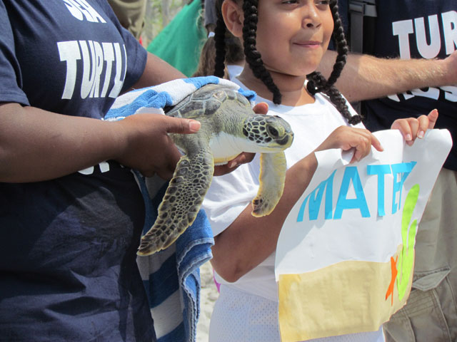 Karen Beasley Sea Turtle Rescue & Rehabilitation Hospital Turtle Release, Topsail, NC - June 5, 2013