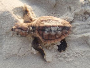 2009 Sea Turtle Hatchling on Sunset Beach