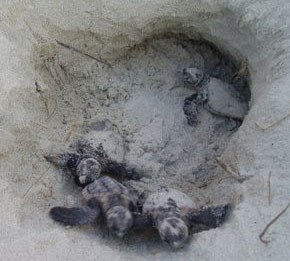 2009 Sea Turtle Boil at Sunset Beach
