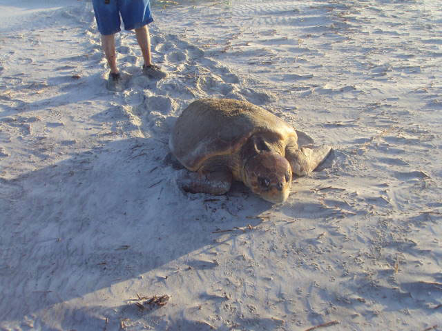 Sunset Beach Bird Island Lost Turtle