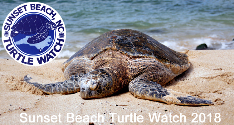 Sunset Beach Turtle Watch Season 2018