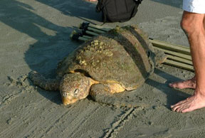 6.10.09 - Sunset Beach Turtle Rescue