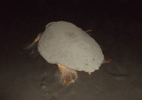 Mother Turtle returning back to the ocean after laying eggs (East End).