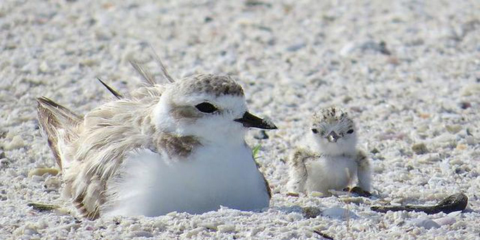 Coast Carolina Beach Nesting Birds
