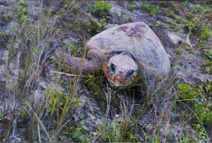 Stranded Turtle on Sunset Beach