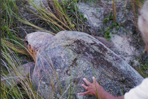Helping the Stranded Turtle