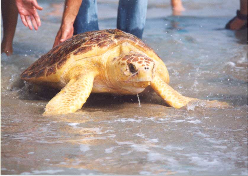 Releaseing a rescued turtle