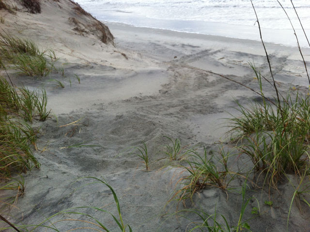 Sunset Beach Bird Island 1st Nest - June 6, 2013