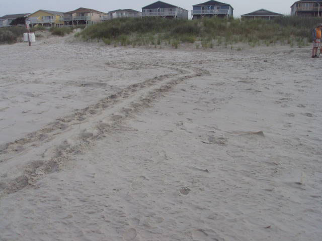 Sunset Beach East End 1st Nest - June 5, 2013