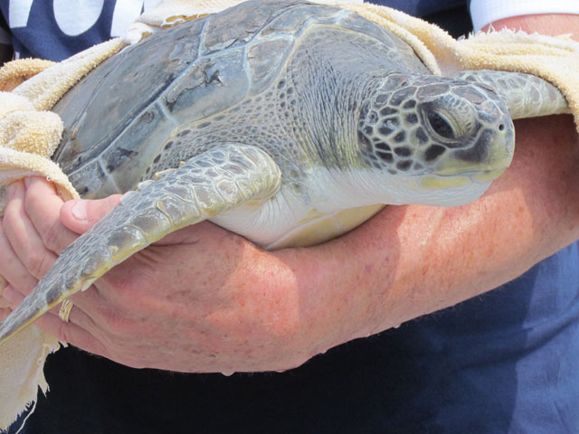 Karen Beasley Sea Turtle Rescue & Rehabilitation Hospital Turtle Release, Topsail, NC - June 5, 2013