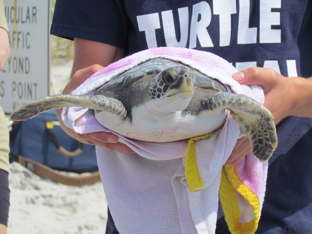 Karen Beasley Sea Turtle Rescue & Rehabilitation Hospital Turtle Release, Topsail, NC - June 5, 2013