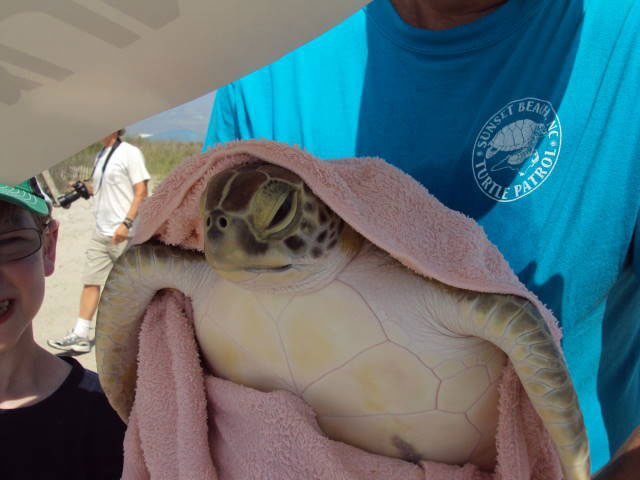 Sea Turtle Release at Topsail Beach