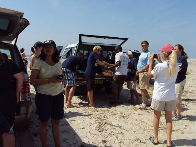 Sea Turtle Release at Topsail Beach