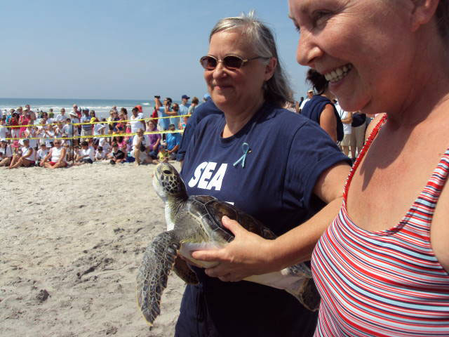 Sea Turtle Release at Topsail Beach