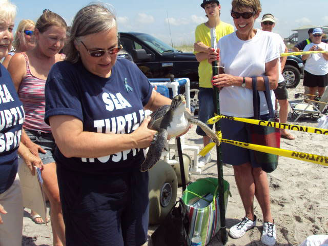 Sea Turtle Release at Topsail Beach