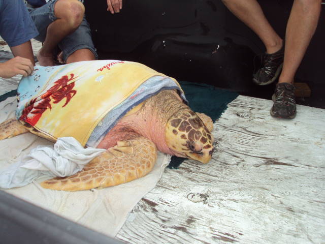 Sea Turtle Release - Topsail, NC
