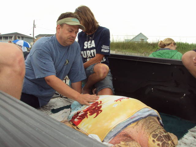 Sea Turtle Release - Topsail, NC