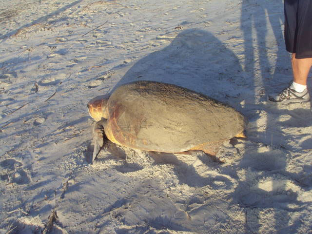 Sunset Beach Bird Island Lost Turtle