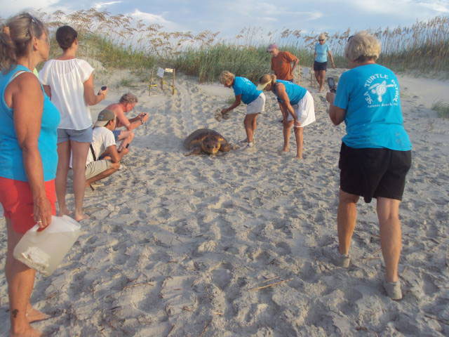 Sunset Beach Bird Island Stranded Sea Turtle