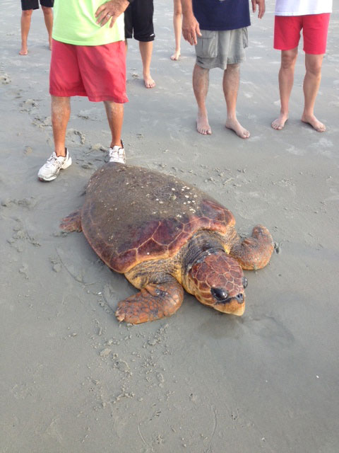 Sunset Beach Bird Island Stranded Sea Turtle