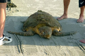 6.10.09 - Sunset Beach Turtle Rescue