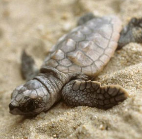 About the Sunset Beach Turtle Watch Program (SSBTWP) °°