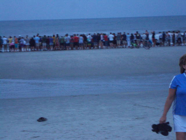 Watching the hatchlings heading home to the ocean!