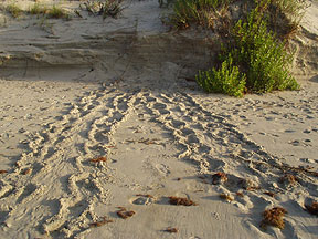 Turtle Tracks - Bird Island